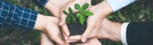Close-up of diverse hands holding soil with a green plant, symbolizing teamwork and sustainability – relevant to HR training and legal compliance
